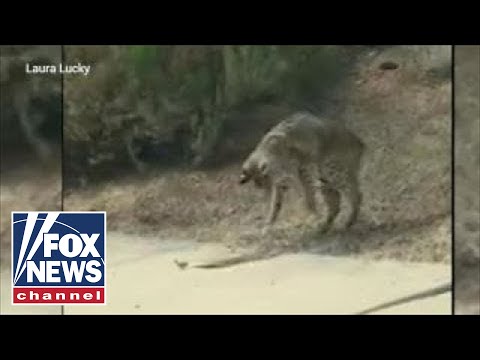 Watch lagu Images Videos Fox News Bobcat, Watch Images Fox News Bobcat free Watchn, video klip Fox News Bobcat