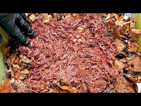 Red wigglers worms from outdoor bag get an 'interim' new home - vermicomposting