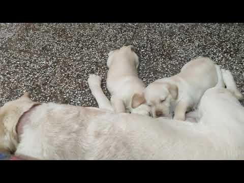 my dog funny  moments I am kamalika