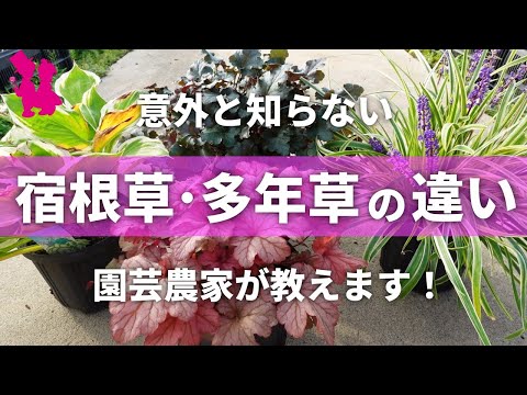 秋、10月、11月、今あなたの庭に何を植えるべきか