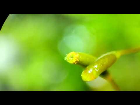 Sporulation of Hypnum cupressiforme (Bryophyta)