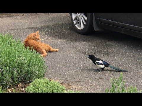 Magpies terrorising cat
