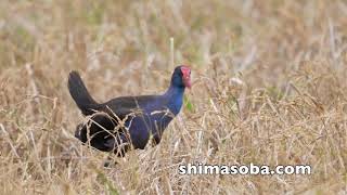 セイケイ滞在4日目(動画あり)