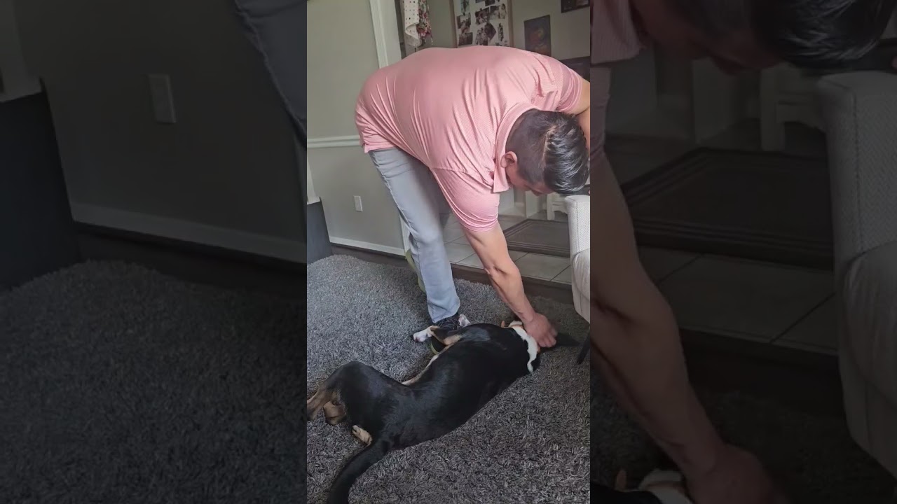 Enlarge MR. ROGER - Loving, Happy Pup, an adopted mixed breed in Westminster, CO video 6/6