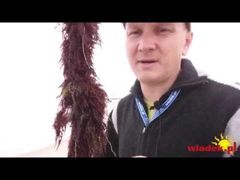 WladekTV - Efekt łowienia w dużych falach...