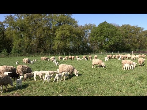, title : 'L'élevage des moutons à la Bergerie nationale'