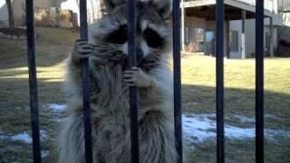 Who talks to a Raccoon?... DO NOT try this at home