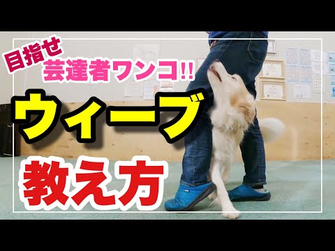 犬に前足を教える方法