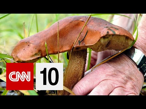 キノコはプラスチックに代わる鍵になりうるか? (Could Mushrooms Be Key To Replacing Plastic?)