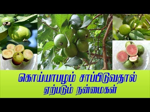 Guava Fruit Health Benefits / Stories With Krishika