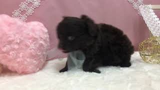 ハーフ犬の動画01