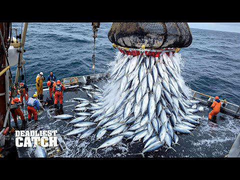 How 72 Hours of Bluefin Tuna Fishing Can Lead to a $2 Million Payoff | Fishing Documentary