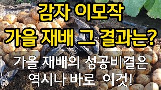 감자 이모작! 가을재배 그 결과는? 가을 감자 재배의 비결은 바로 이것!
