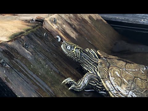 How To Build An Overtank Basking Area For Map Turtles!!! | DIY Reptiles