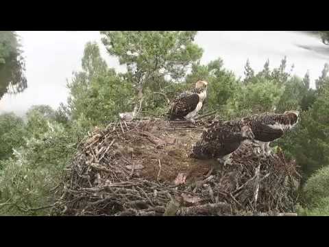 Loch of the Lowes - Osprey KP1 fledges