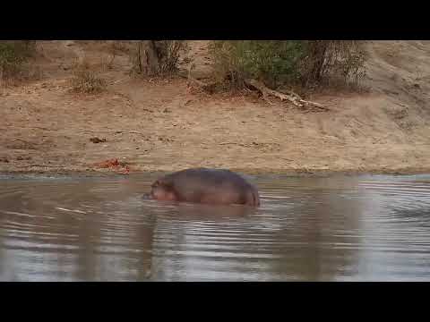 Djuma: Hippo getting active before leaving the dam - 18:01 - 09/19/21