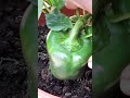 How to turn a GREEN Pepper into a RED pepper. What is the DIFFERENCE?