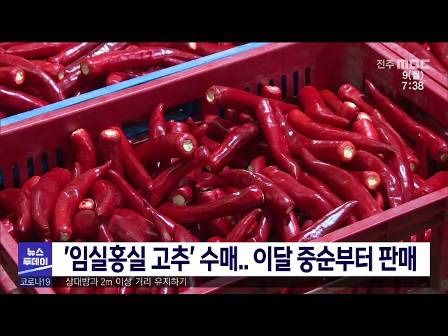 '임실홍실 고추' 수매 이달 중순부터 판매