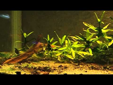 Corydoras (lineage 9) habrosus