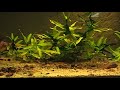 Corydoras habrosus Corydoras habrosus
