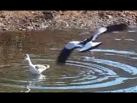 Juvenile Black Winged Stilt being attacked by Blacksmith Lapwings