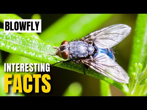 Amazing facts of Blowfly | Interesting Facts | The Beast World