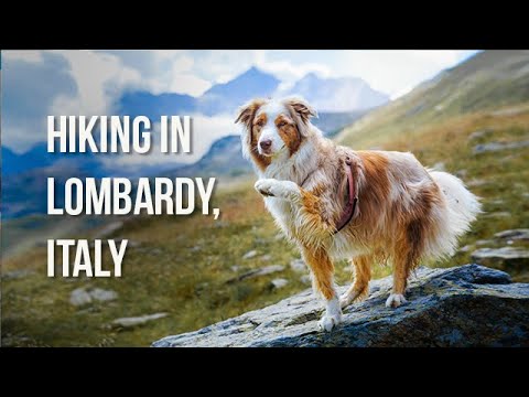 Hiking with dogs in the Italian Alps | Lombardy, Italy