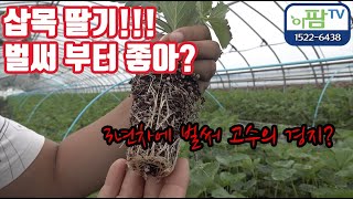 딸기 육묘의 시작!! 올해는 시작 부터 생육이 틀리다!!! 와... 3년 농사 올해 드디어 빛을 보나??? …