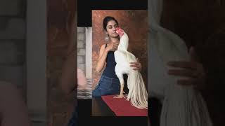 Iong tail aseel murga