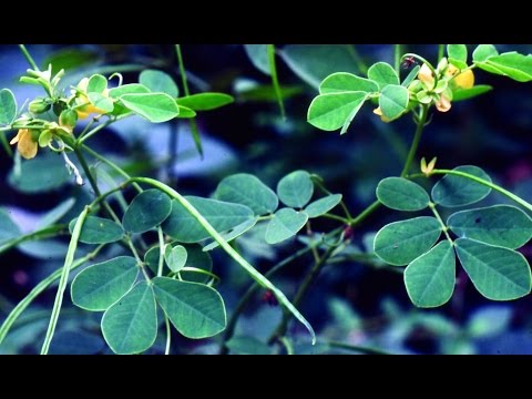Ayurvedic benefits of cassia tora plant for arthritis proble...