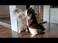Ragdoll Cat Fight Compilation