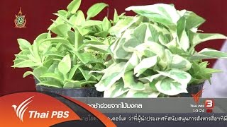 ลงทุนทำกิน : ของชำร่วยจากไม้มงคล (2 มิ.ย. 59)