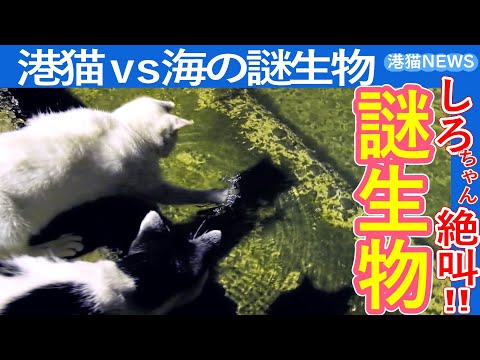 狩りモード全開｜港猫VS海の謎生物