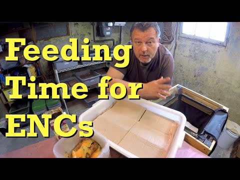 Euro nightcrawler systems get fed after a week - worm farm vermicomposting