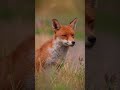 Red Fox Vixen #shorts #fox #wildlife