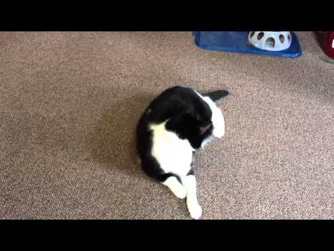 Purrcie As Cowoworker