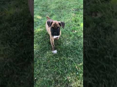 Omelet - Boxer puppy for sale