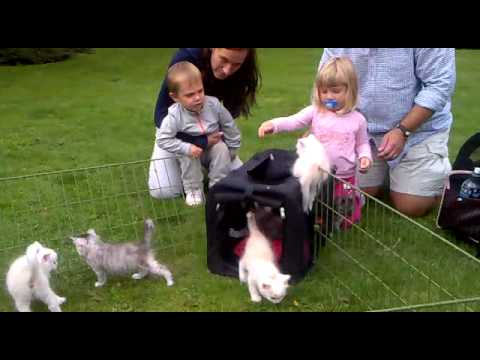 Blomsterkullen sex veckor och ute i gräset