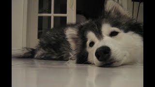 This Dog Was Raised By Cats And Now Believes She Is A Cat  This Is The Cutest Thing On The Internet