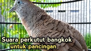 Download lagu Suara perkutut bangkok gacor ampuh untuk pancingan perkutut lain agar bunyi mp3 Download lagu Suara perkutut bangkok gacor ampuh untuk pancingan perkutut lain agar bunyi mp3