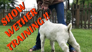 Lead And Brace Training A Market Wether (Boer Goats)