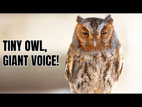 Myšiarka flammeolus — Flammulated Owl