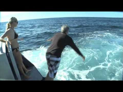 A whale shark, the largest shark and fish in the world