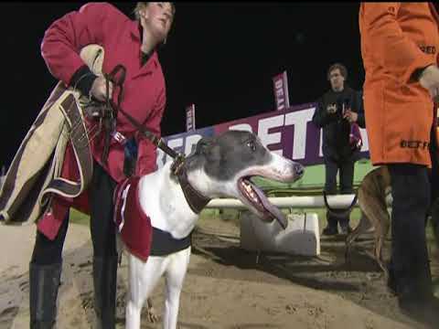 2017 BETFRED MAIDEN PUPPY TROPHY - T1 MOVE OVER EVIE