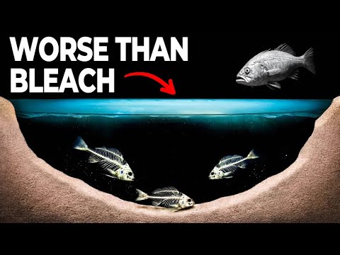 Nothing About Brine Pools Is Normal... Here's Why