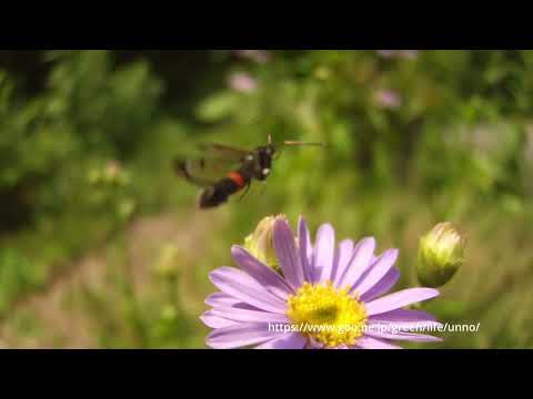 フクズミコスカシバの飛翔