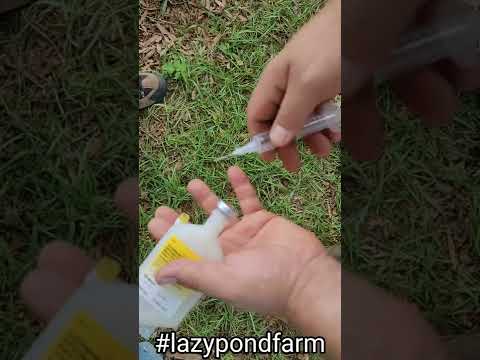 60 Second Instructional Sheep Immunizations Covexin 8 #sheep #lazypondfarm #farming  #howto #shorts