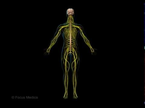 Unser Körper in 3D - Sinne und Nerven