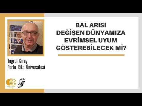 Tuğrul Giray - Bal Arısı Değişen Dünyamıza Evrimsel Uyum Gösterebilecek mi?