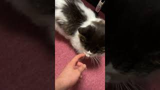 お腹が空いてきた猫【ノル猫ミロシー】 #shorts